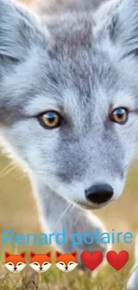 An Arctic fox with fluffy fur walking on grass in a natural setting.