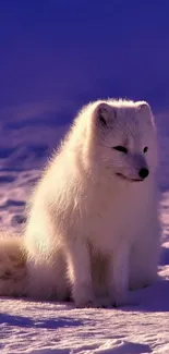 Arctic fox sitting on snowy ground with blue sky background.