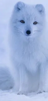 Arctic fox sitting in the snowy landscape, showcasing white fur against a winter backdrop.