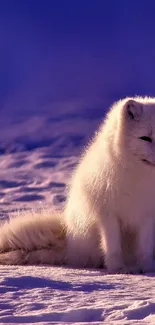 White Arctic fox sitting in snowy landscape at dusk.