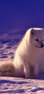 Arctic fox rests on snowy twilight landscape.