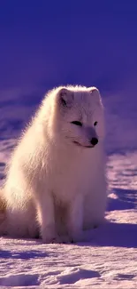 Arctic fox sits on snowy terrain under a purple hue.