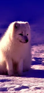 Arctic fox in snow with purple hue background.