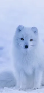 Arctic fox sitting on snow in icy blue setting.