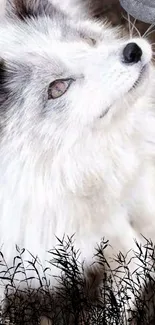 White fox under moonlight with dark silhouette reeds.