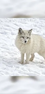 Arctic fox standing in snowy field, serene winter scene.