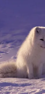 Arctic fox sitting in snowy landscape, showcasing white fur.