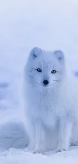 Arctic fox in a snowy winter landscape.