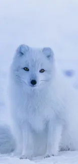 Arctic fox sitting on snow with icy blue background.