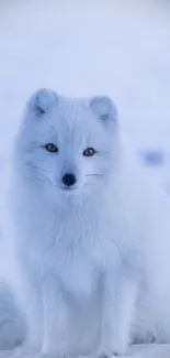 Arctic fox sitting in the snow, with a serene winter backdrop.