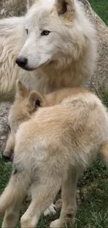 Two arctic wolves standing together on grass.