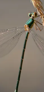 Arthropod Dragonfly Insect Live Wallpaper