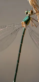 Arthropod Dragonfly Insect Live Wallpaper