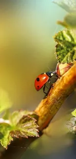 Arthropod Insect Terrestrial Plant Live Wallpaper