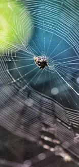 Arthropod Natural Material Spider Web Live Wallpaper