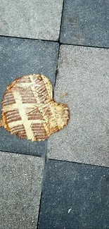 Pavement with a single autumn leaf resting on it.