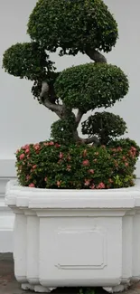 Topiary in a white pot with green leaves and pink flowers.