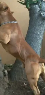 Muscular dog climbing a tree with strength and agility.