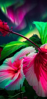 Vibrant hibiscus flowers with aurora lights.