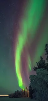 Aurora Borealis glowing over a snowy forest at night.