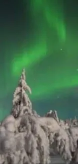 Aurora Borealis over snow-covered trees in winter.