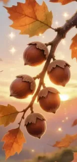 Autumn branch with acorns at sunset.