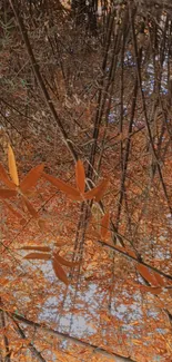 Bamboo leaves reflecting on an orange autumn background.