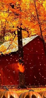 Autumn scene with a red barn and pumpkins