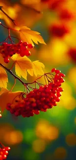 Close-up of red berries and golden leaves in autumn sunlight.