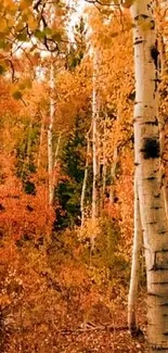 Vibrant autumn birch forest with orange foliage and serene woodland setting.