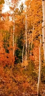 Autumn birch trees with golden leaves in a serene forest.