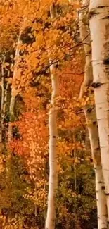 Wallpaper of a birch forest with autumn leaves in orange and gold hues.