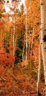 Vibrant autumn birch forest with orange foliage.