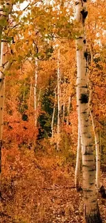 Golden autumn birch forest with tranquil scenery.