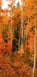 Autumn forest with birch trees and vibrant orange foliage.