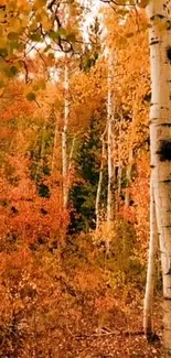 Vibrant autumn birch forest with golden leaves.