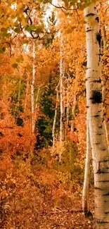 Autumn birch forest with vibrant orange leaves and tall white bark trees.