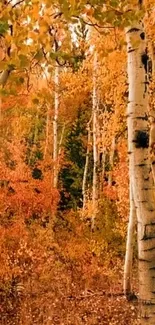 Autumn birch forest with vibrant leaves in warm amber tones.