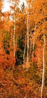 Autumn birch forest with orange leaves.