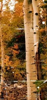 Serene autumn forest with birch trees and digital overlay details.