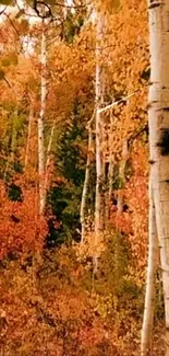 Stunning autumn birch forest with vibrant orange leaves and tall white trees.