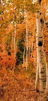 Beautiful autumn birch forest with orange leaves.