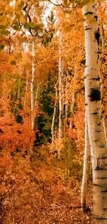 Serene autumn birch forest with vibrant orange hues.