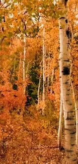 Scenic autumn birch forest with orange foliage.