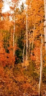 Autumn birch forest with orange leaves.