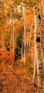 Golden autumn birch forest wallpaper with serene and captivating scenery.