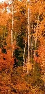 Colorful autumn birch forest wallpaper with orange foliage and white tree trunks.