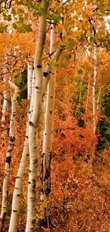 Autumn birch trees with orange leaves create a stunning mobile wallpaper scene.