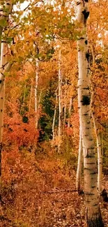 Autumn birch forest with vibrant orange leaves.