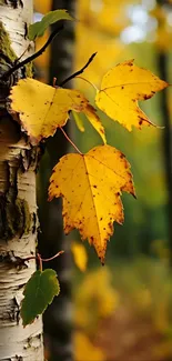 Yellow autumn leaves on a birch tree in the forest.